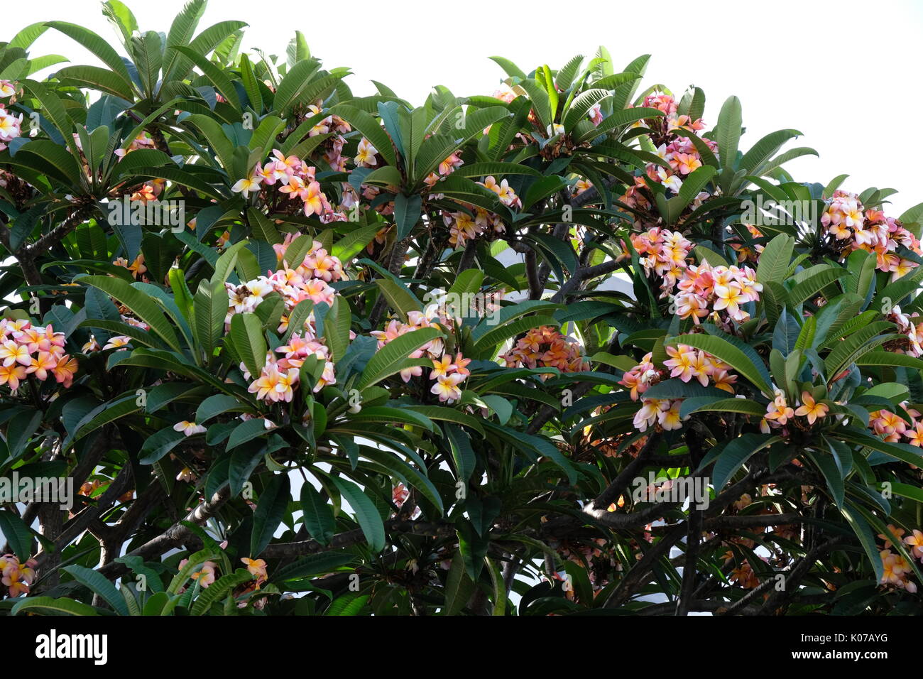 Gummibaum blumen Fotos und Bildmaterial in hoher Auflösung Alamy