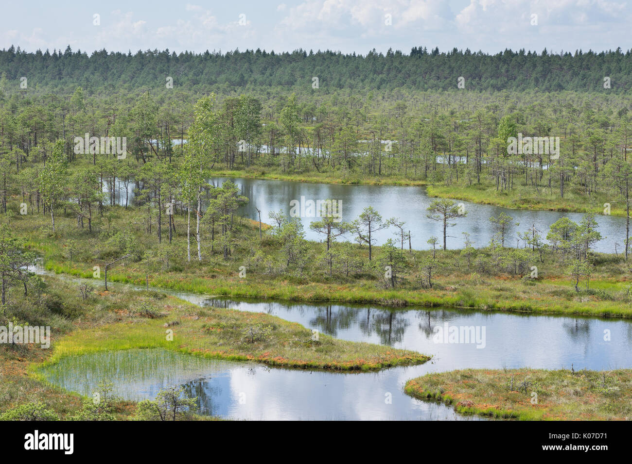 Sumpf, Birken, Kiefern und blaues Wasser. Abends Sonnenlicht im Moor. Reflexion der Sumpf Bäume. fen, Seen, Wald. Moor im Sommer Abend. slough Natürliche e Stockfoto