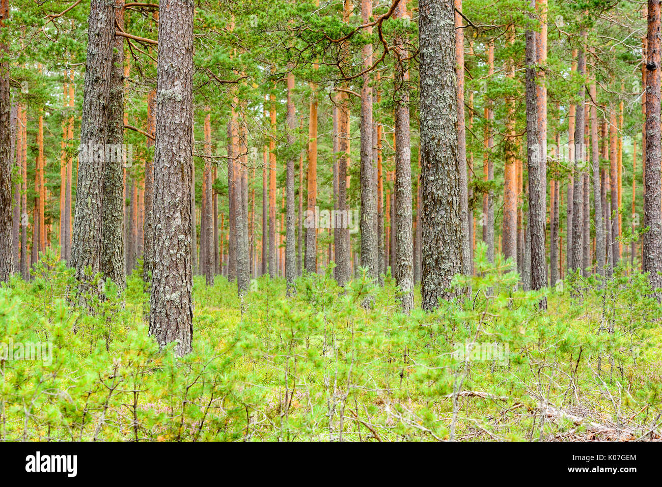 Pine Tree trunks in Wald. Stockfoto