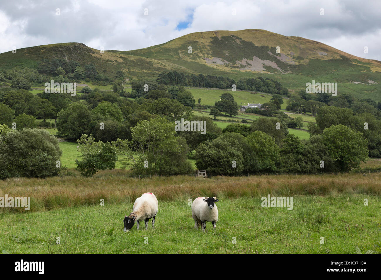 Schafe am nordwestlichen Ende des Loweswater im Lake District, Cumbria, England. Darling gingen zurück, und niedrige Fiel kann im Hintergrund gesehen werden. Stockfoto