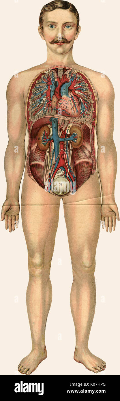Entfaltete männliche Anatomie Stockfoto