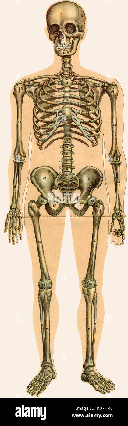 Entfaltete männliche Anatomie Stockfoto