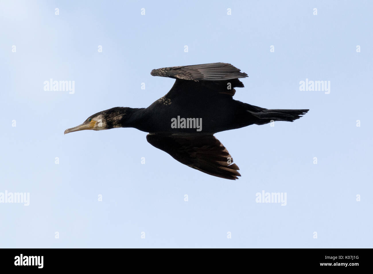 Kormoran im Flug in St. Bees Head, Cumbria, England Stockfoto