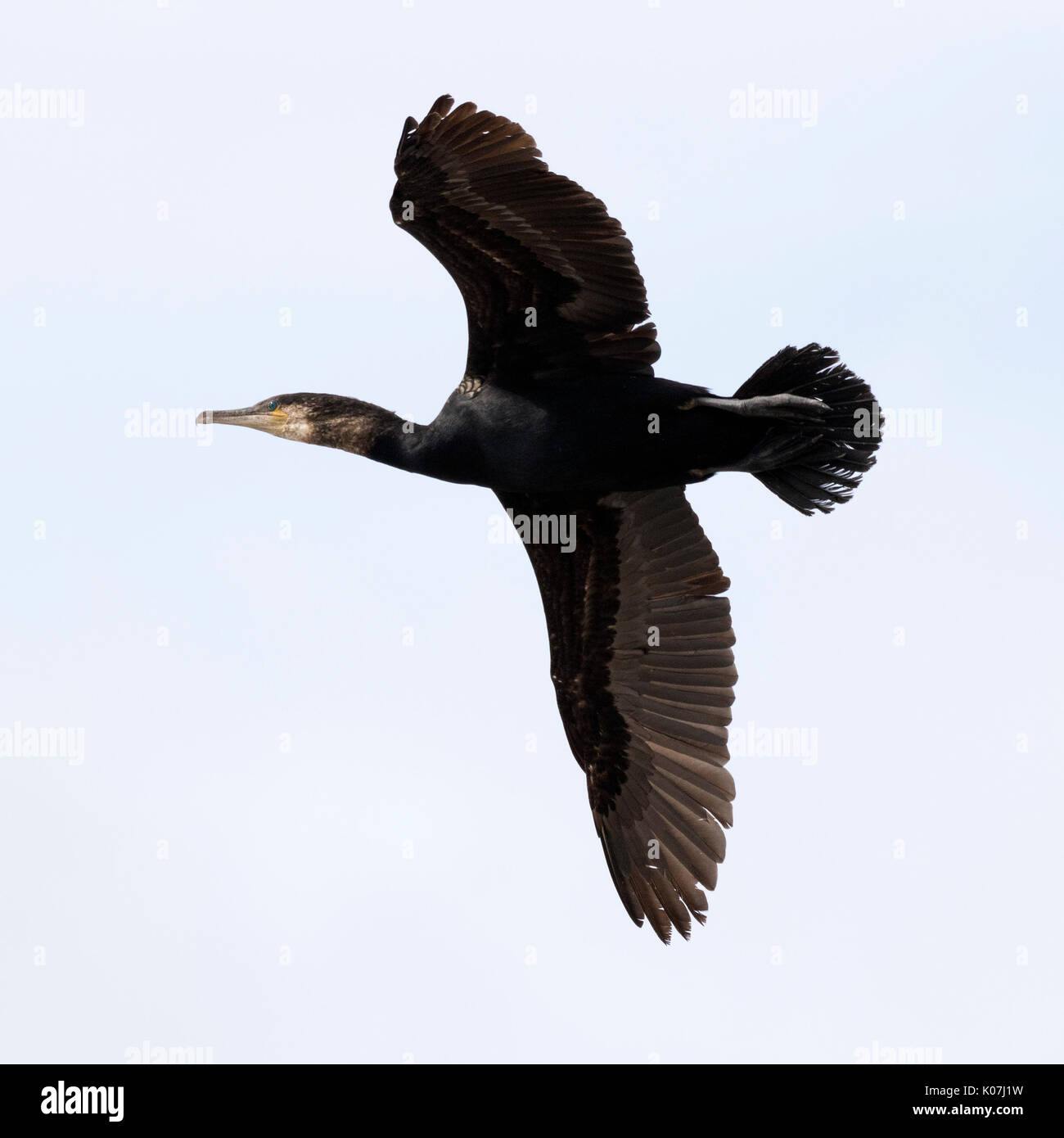 Kormoran im Flug in St. Bees Head, Cumbria, England Stockfoto