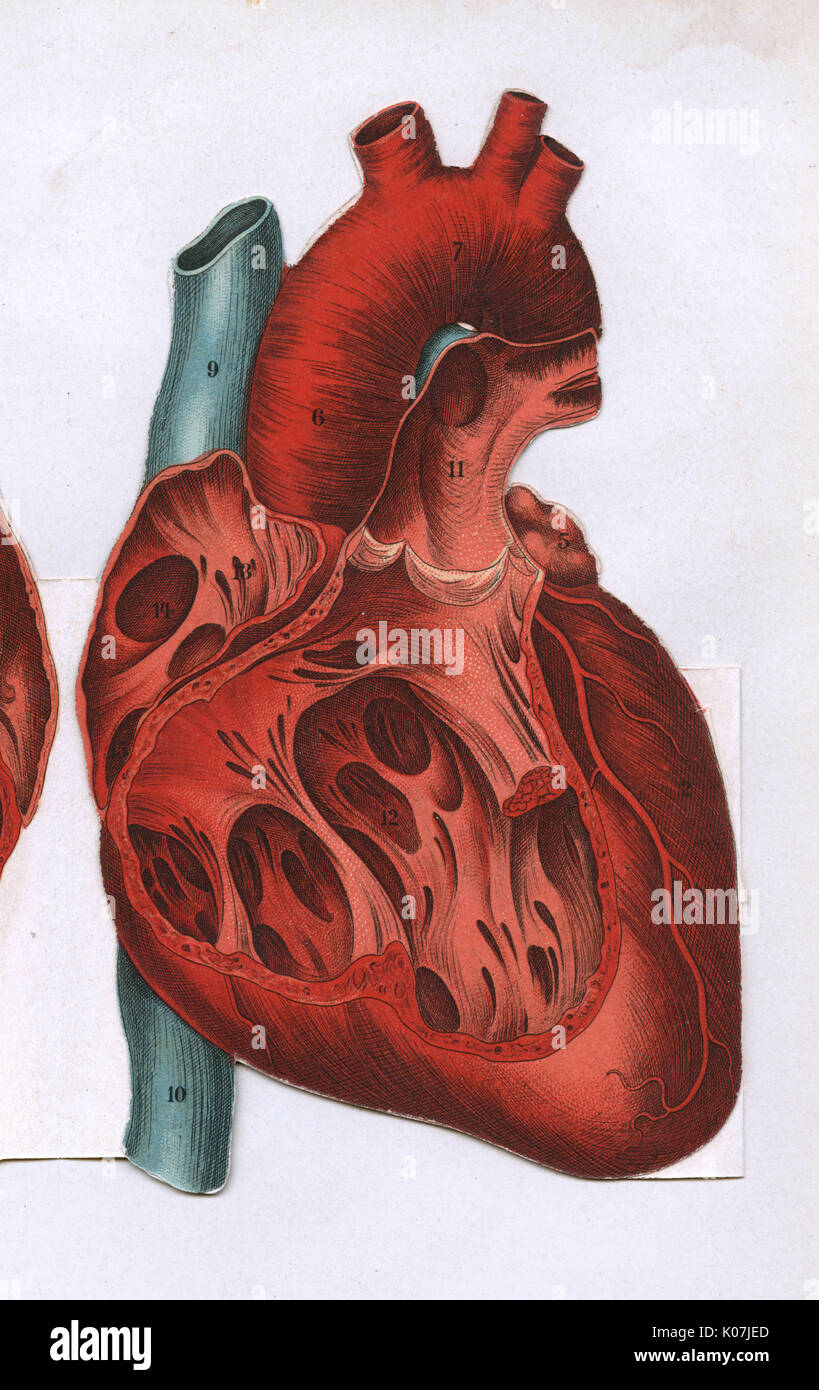 Querschnitt eines Herzens Stockfoto