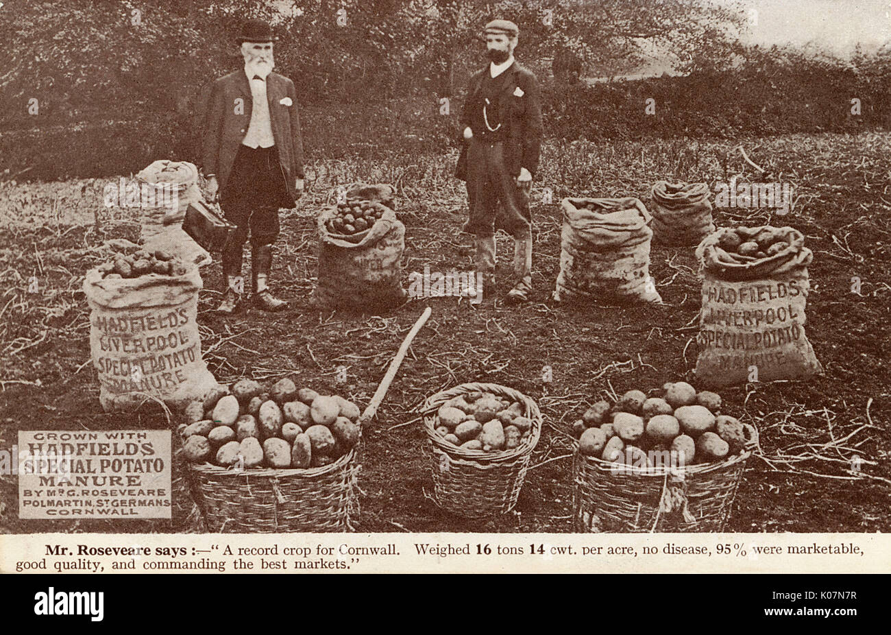 Eine erfolgreiche Kartoffelernte, die mit Hadfields Mist angebaut wurde Stockfoto