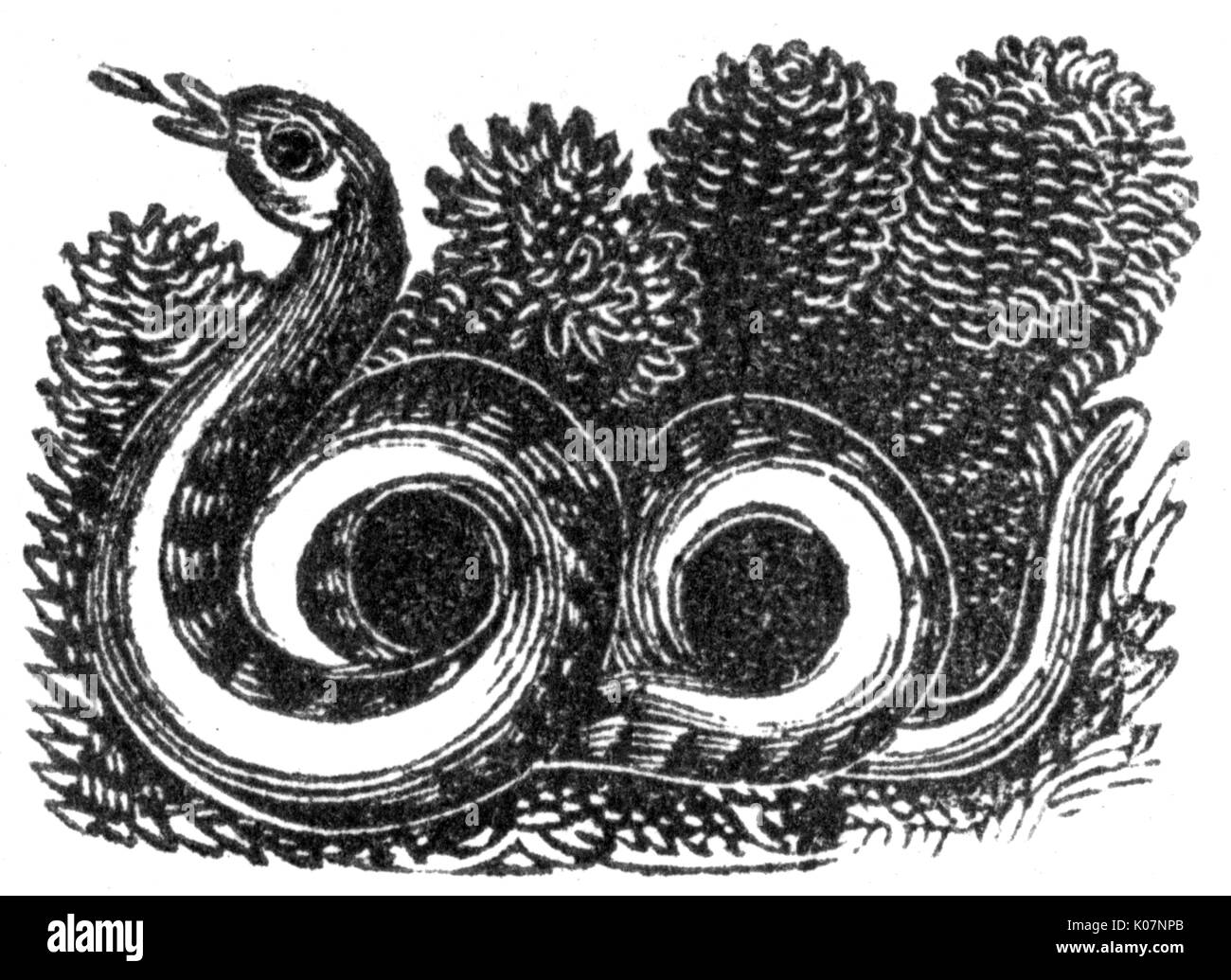 Schlange, c. 1800 Stockfoto