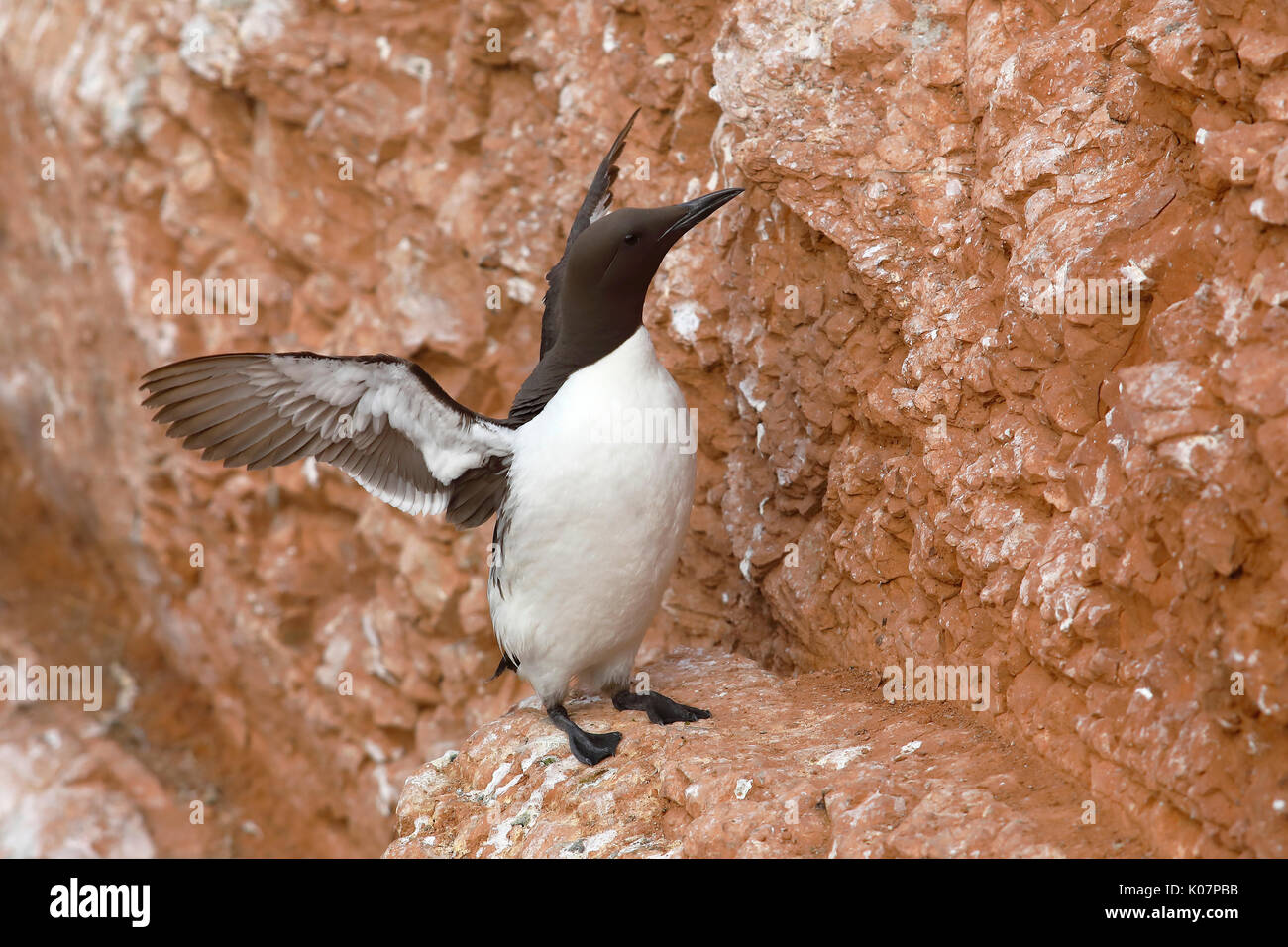 Gemeinsame trottellumme (Uria aalge), Erwachsener, schlagenden Flügel, auf Skythischen rock, Helgoland, Nordsee, Deutschland Stockfoto