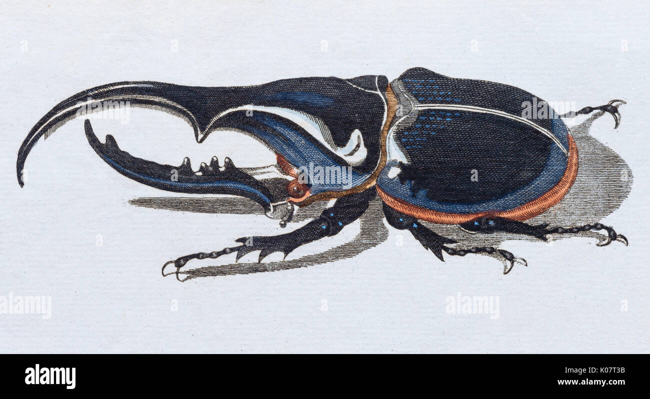 Hercules beetle (Scarabaeus Hercules), handcolorierte Kupferstich von Kinderbuch von Friedrich Justin Bertuch, Weimar Stockfoto