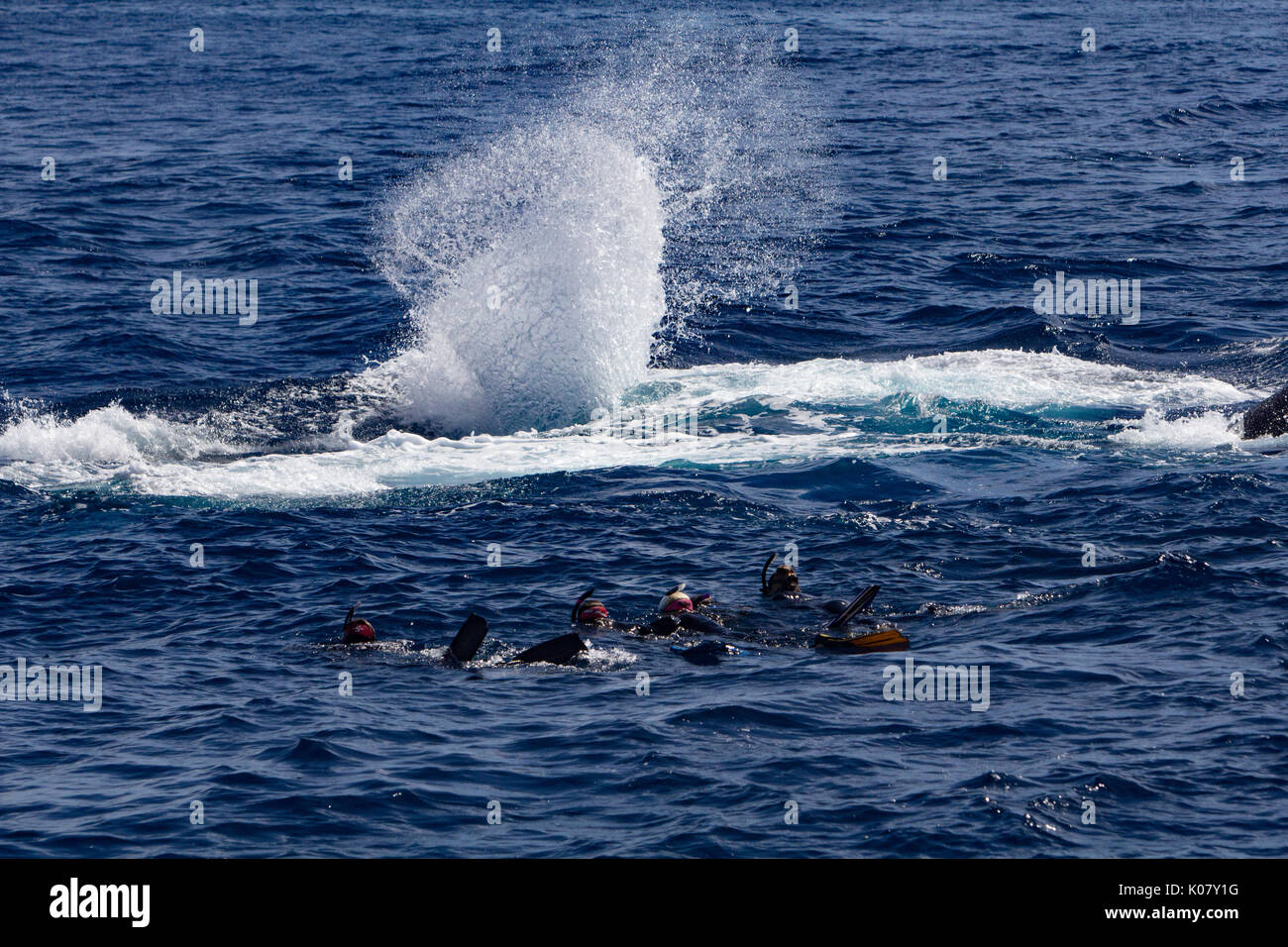 Menschen Schwimmen mit den Walen in Tonga und die Erfahrung einer Lebenszeit Stockfoto