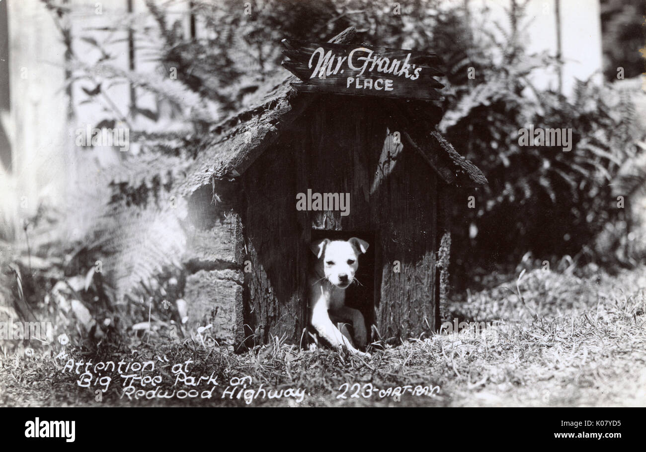 Hund in Hundezwinger, Redwood Park, Kalifornien, USA Stockfoto