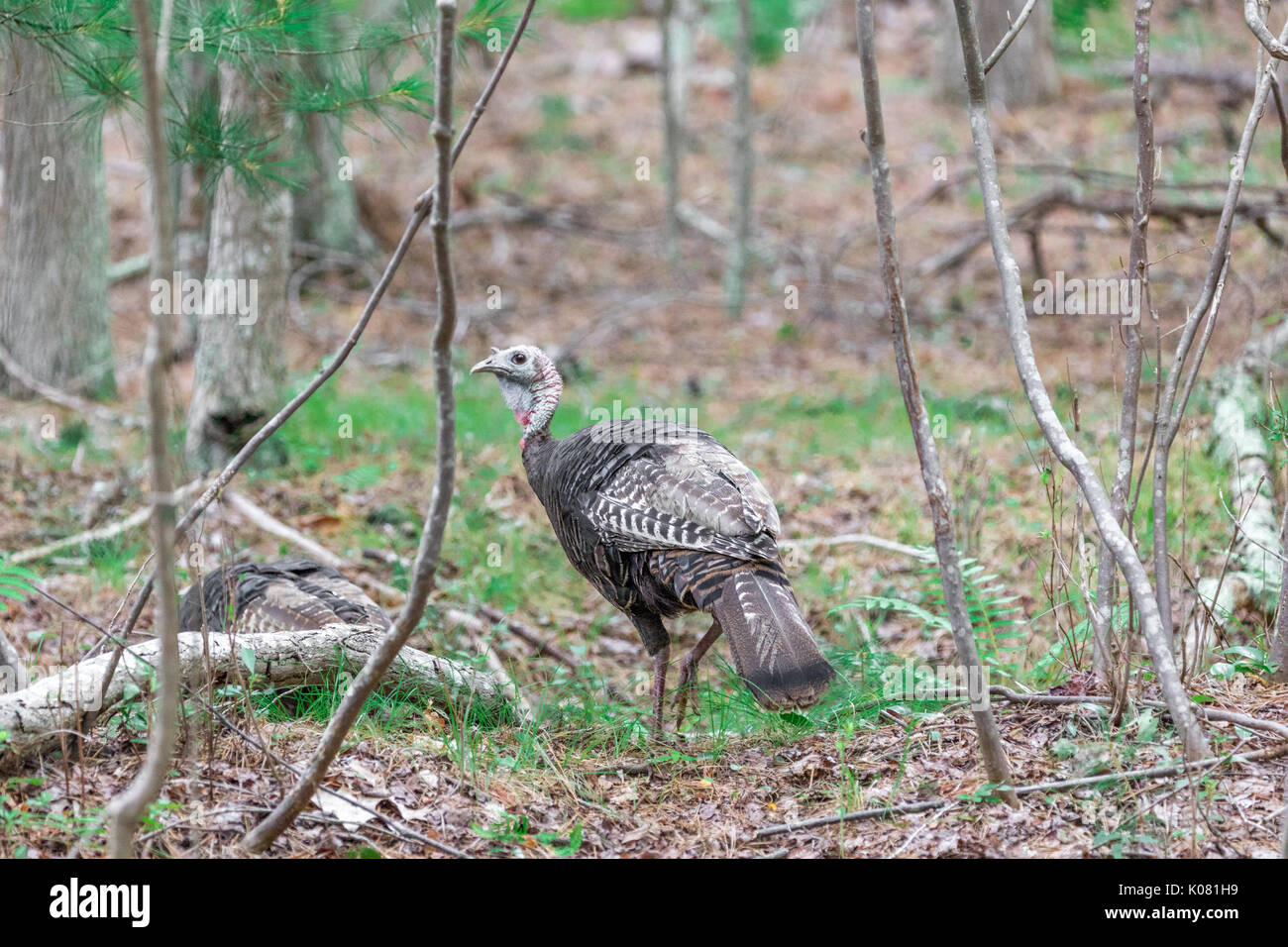Wilde Türkei in Eastern Long Island, NY Stockfoto