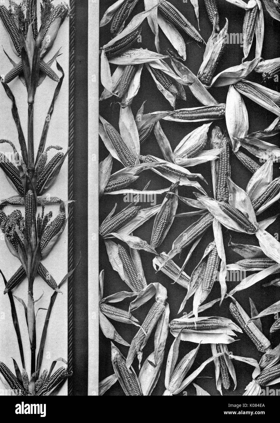 Design mit Mais, dunklen Mais auf der linken Seite und leichte Mais auf der rechten Seite, 1900. Stockfoto