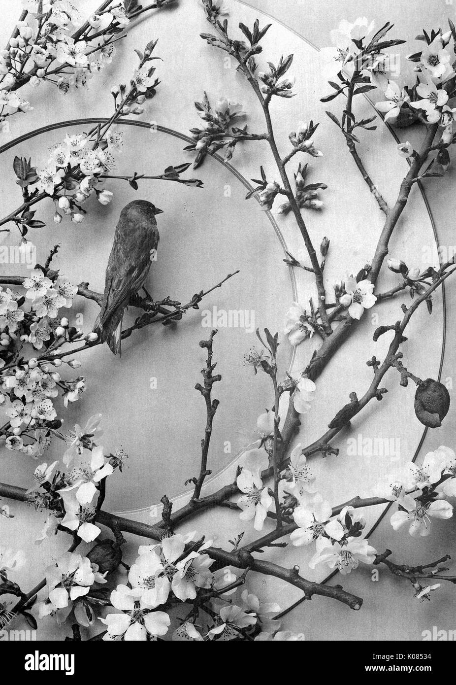 Mehrere Cherry Blossom Pflanzen über kreisförmige Design mit kleinen Vogel auf kleinen Zweig, 1900 thront. Stockfoto