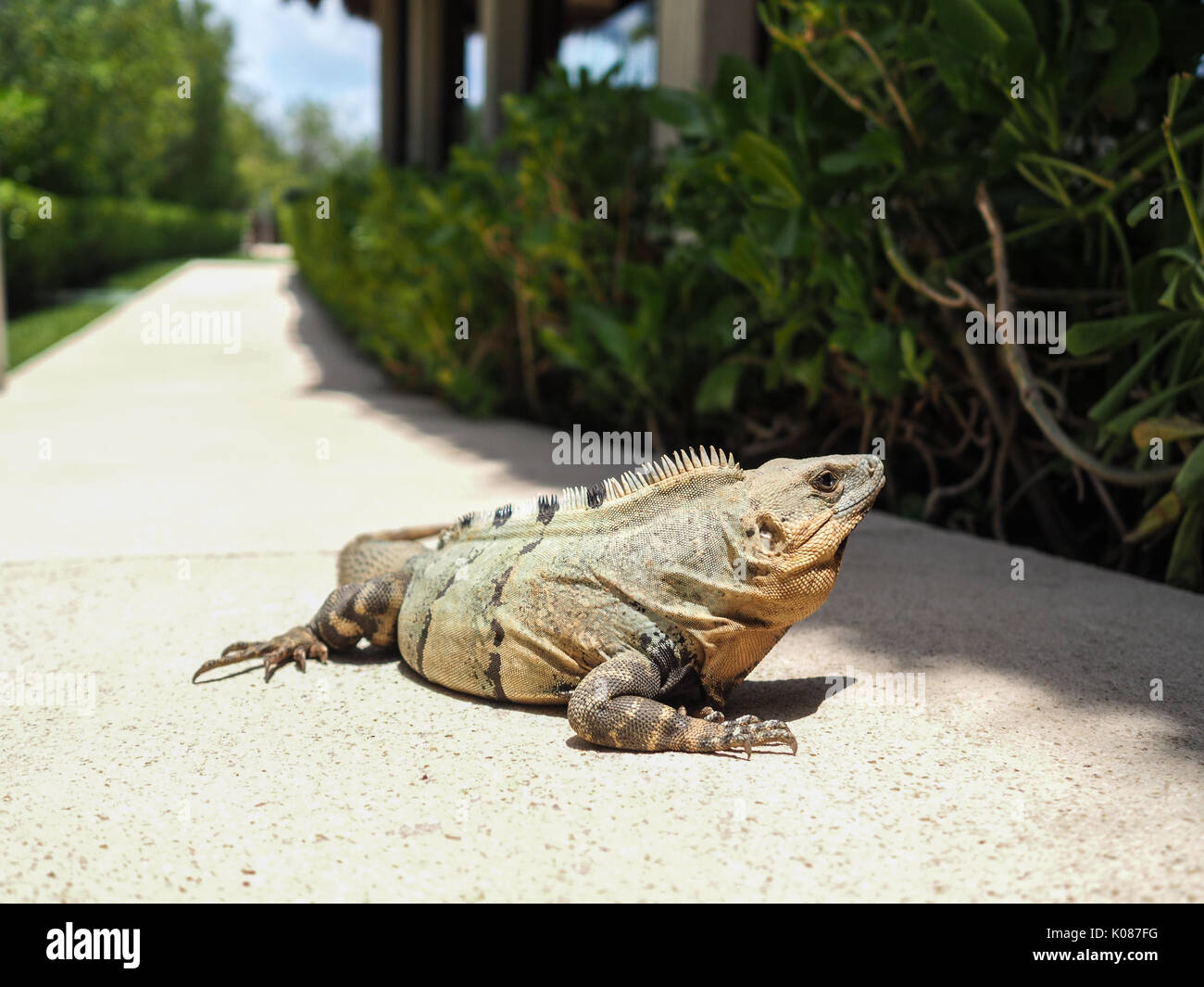 Ein leguan Sonnenbaden in unserem Hotel in Mexiko Stockfoto