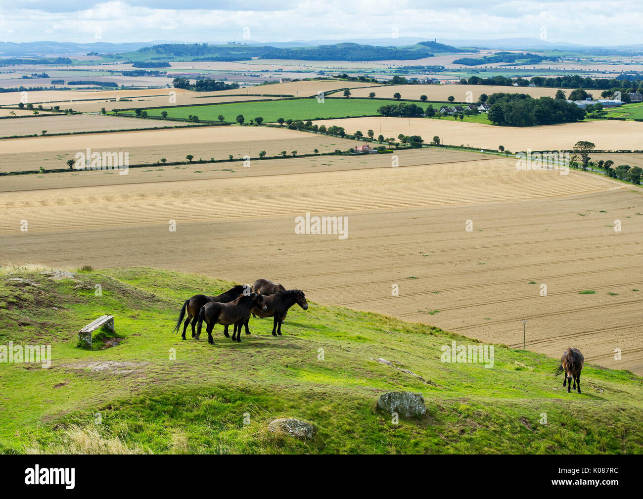 Exmoor Ponys weiden auf North Berwick, East Lothian. Die Ponys wurden in das Gesetz eingeführt, um die Qualität der Wiesen zu verbessern. Stockfoto