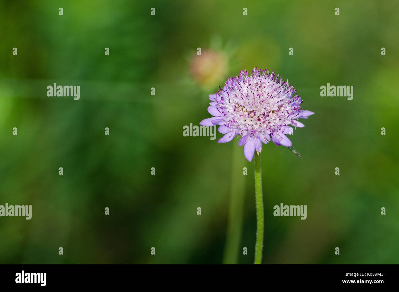 Lila Blume auf grünem Hintergrund Stockfoto