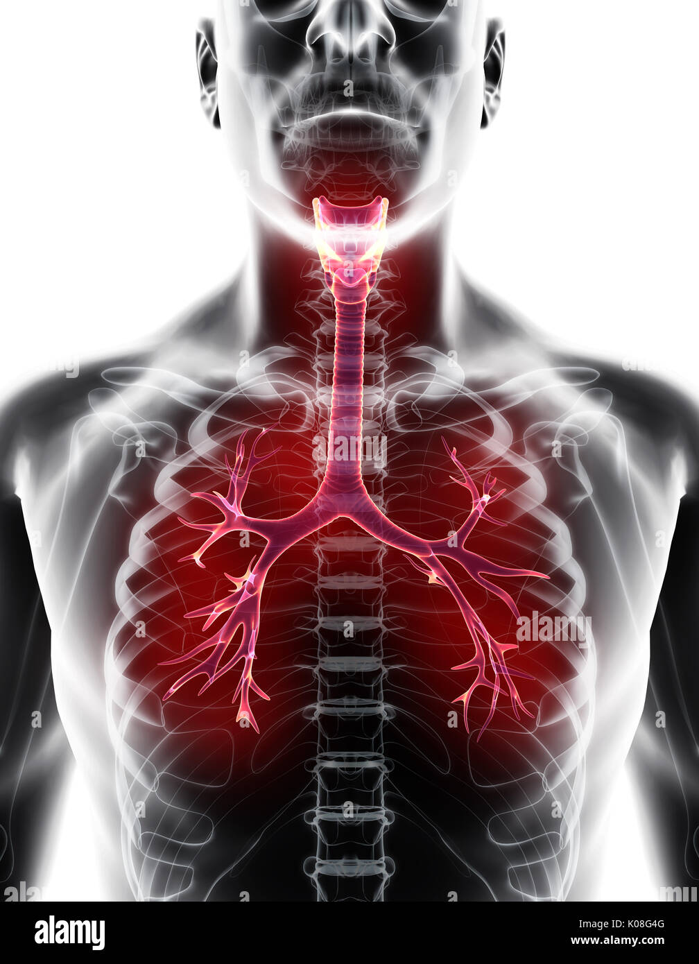 3D-Darstellung der kehlkopf Luftröhre Bronchien Teil der Atemwege. Stockfoto