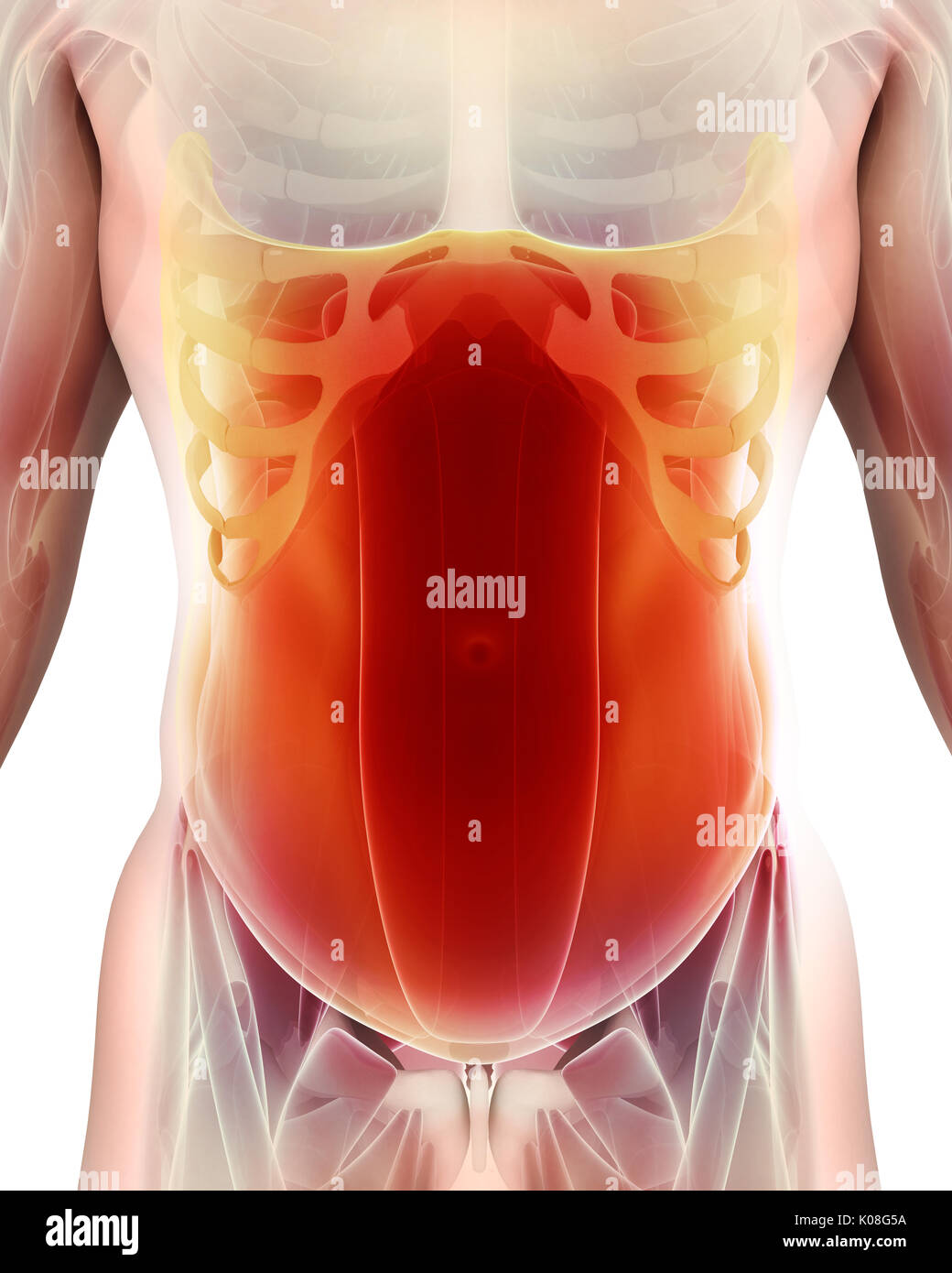 3D-Darstellung der OBLIQUUS externus, Teil der Muskel Anatomie. Stockfoto