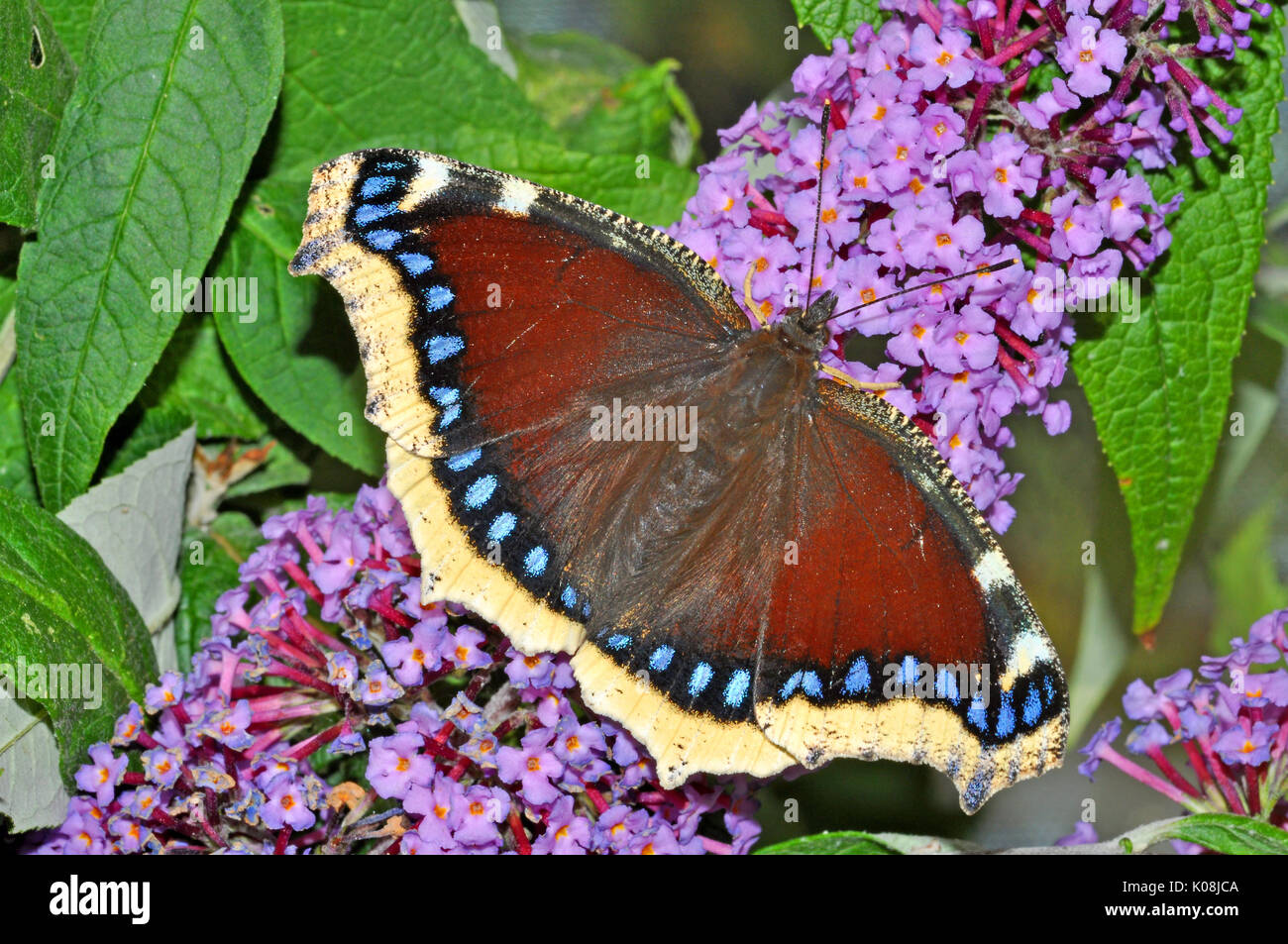 Camberwell Beauty Schmetterling (Nymphalis antiopa) Ernährung auf einem sommerflieder Blume Stockfoto