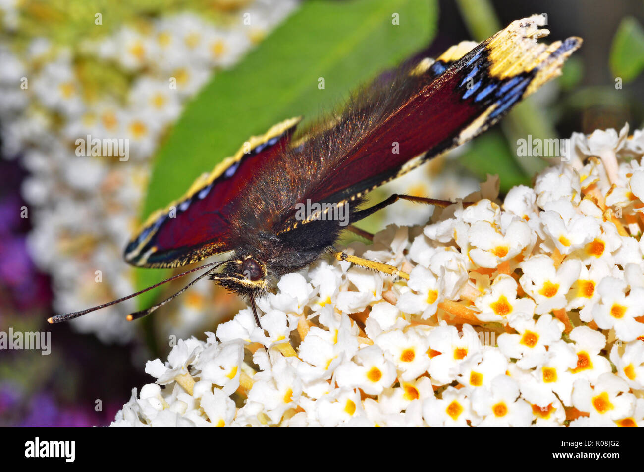 Camberwell Beauty Schmetterling (Nymphalis antiopa) Ernährung auf einem sommerflieder Blume Stockfoto