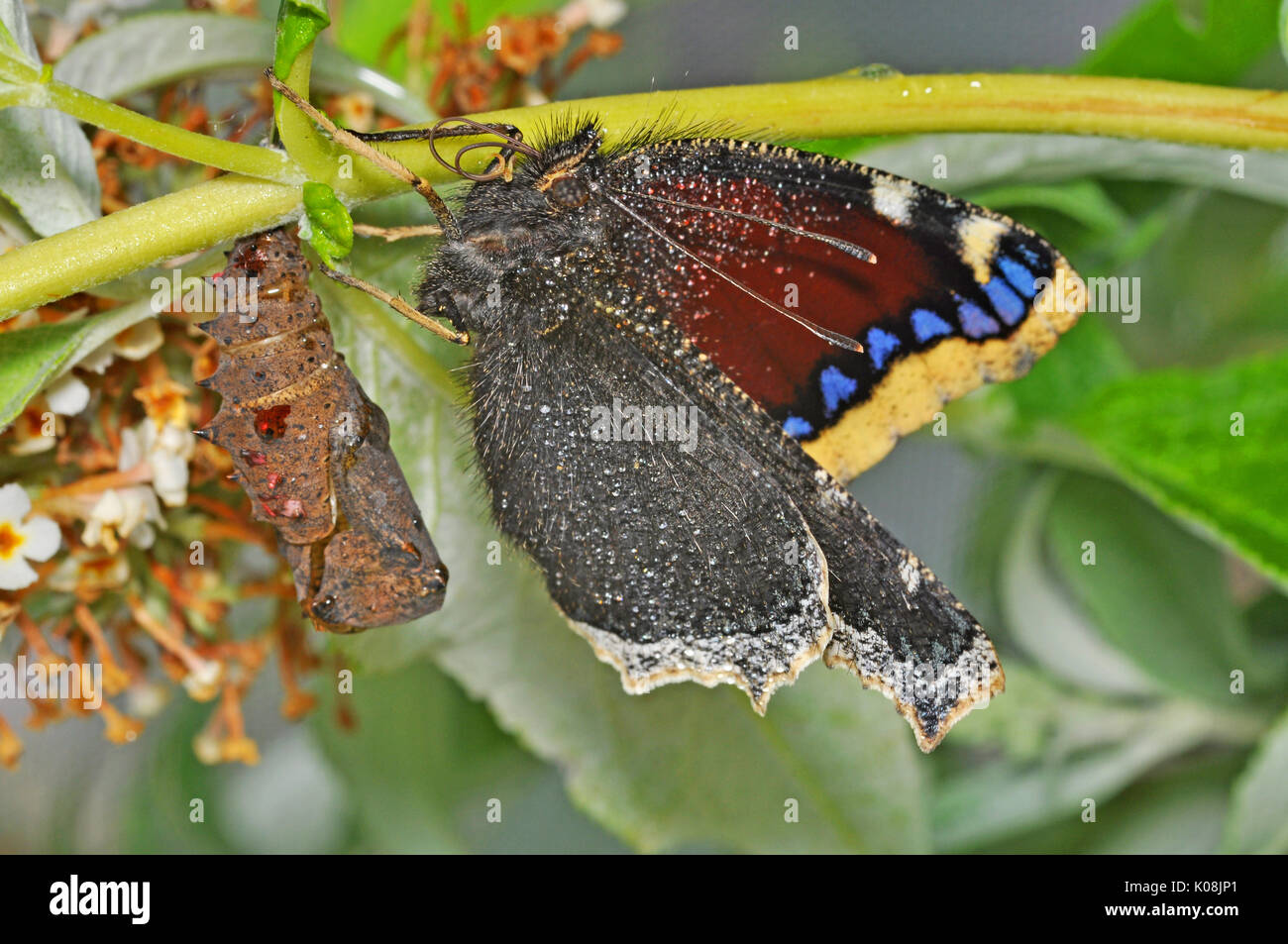 Camberwell Beauty Schmetterling (Nymphalis antiopa) und leere Puppe Stockfoto