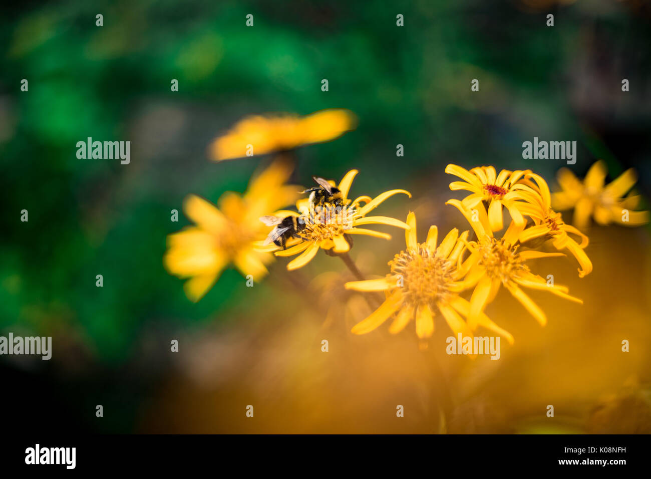 Hummeln (Bombus terrestris) sammeln Pollen von Gemeinen Ragwurz (Senecio jacobaea) Blumen in einem Park in Südengland, Großbritannien Stockfoto