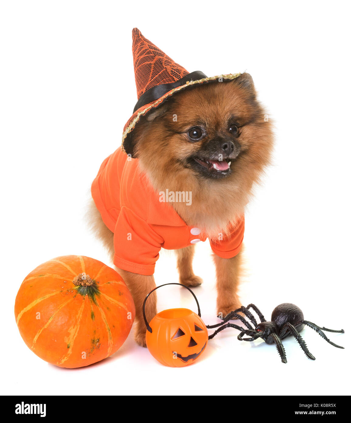 Pomeranian spitz und Halloween vor weißem Hintergrund Stockfoto