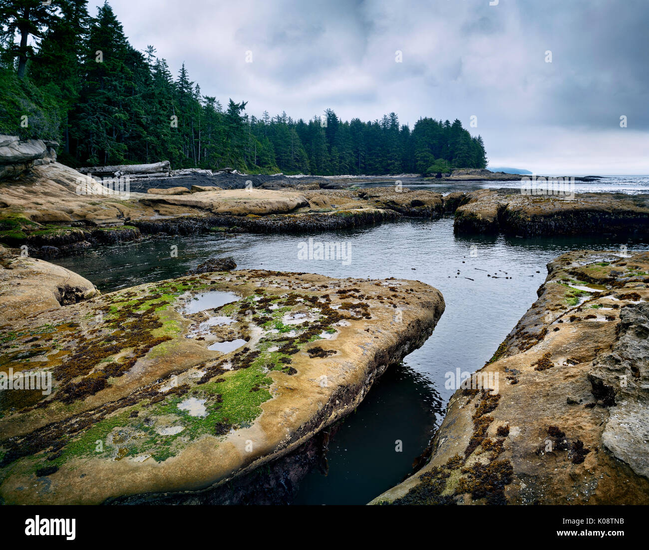 Lizenz und Drucke bei MaximImages.com - Landschaft und Gezeitenpool Botanical Beach Juan de Fuca Provincial Park Landschaft, Port Renfrew Vancouver Island BC Stockfoto