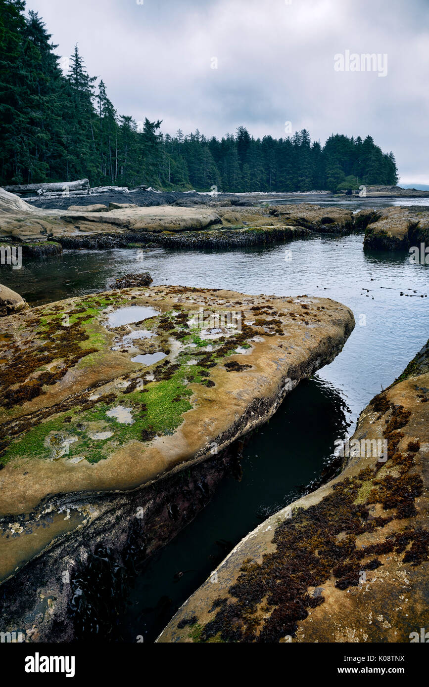 Lizenz erhältlich unter MaximImages.com Marine Flora am Botanical Beach Juan de Fuca Provincial Park Shoreline Port Renfrew, Vancouver Island, BC Kanada Stockfoto