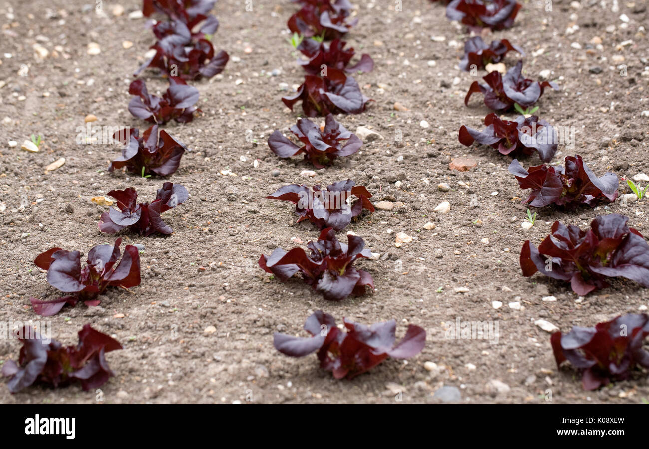 Lactuca Sativa 'Überraschen'. Rote Edelstein Salat im Gemüsegarten wächst. Stockfoto