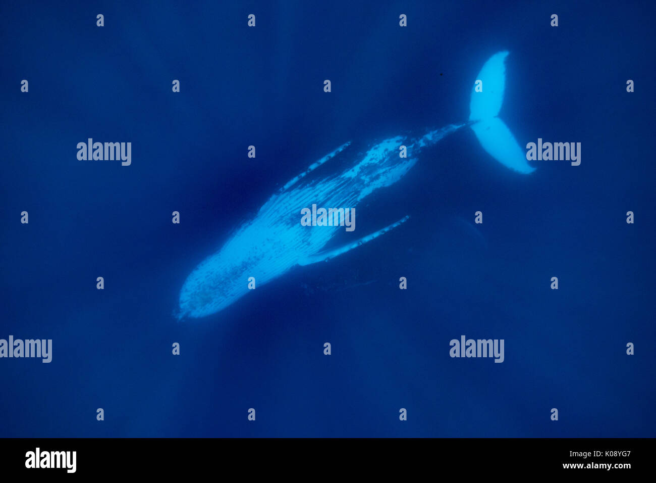 Schwimmen mit Buckelwale in der Vava'u-Gruppe von Tonga Stockfoto