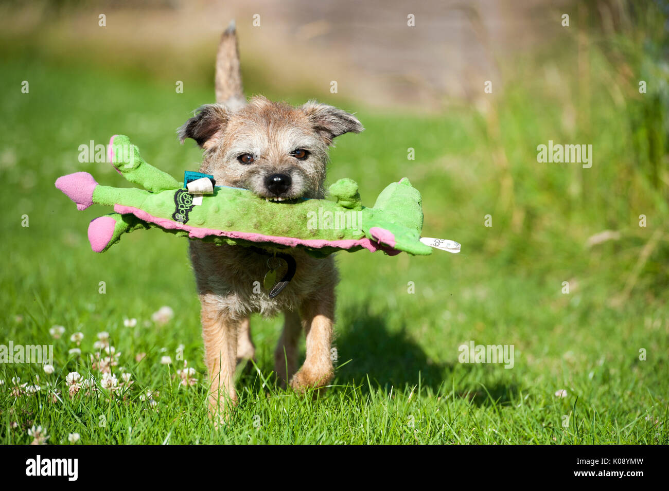 Braun scruffy Border Terrier Hund beim Spielen im Garten mit einem grossen  weichen quietschendes Spielzeug. Die Sonne scheint und der Hund ist sehr  glücklich, manchmal mit dem Spielzeug Drachen in seinem Mund