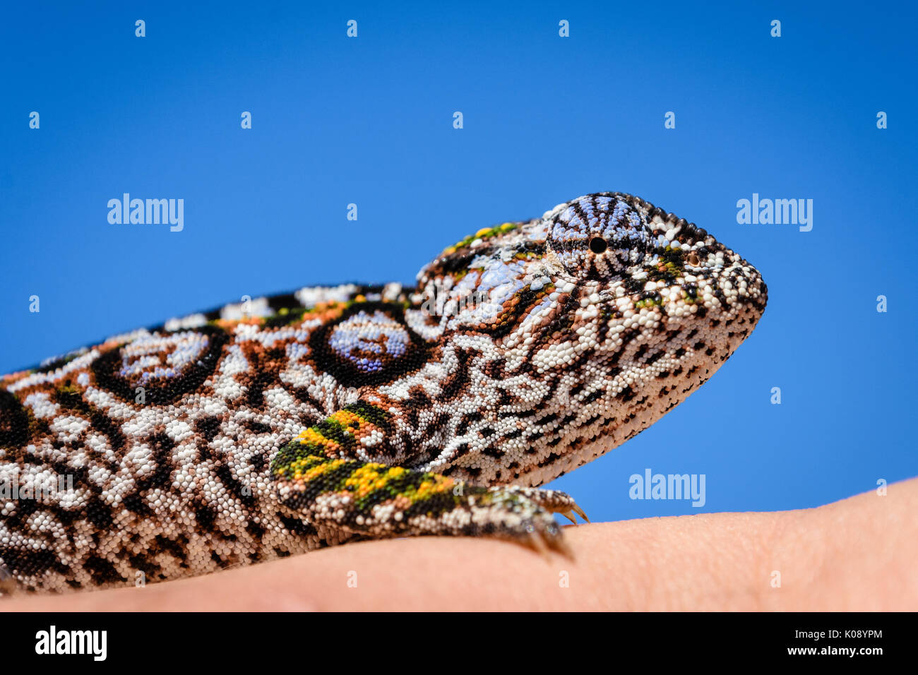Close up Portrait von jewelled Chameleon sitzen am Finger, und wenn man die Kamera in der Nähe von Antananarivo in Madagaskar Stockfoto