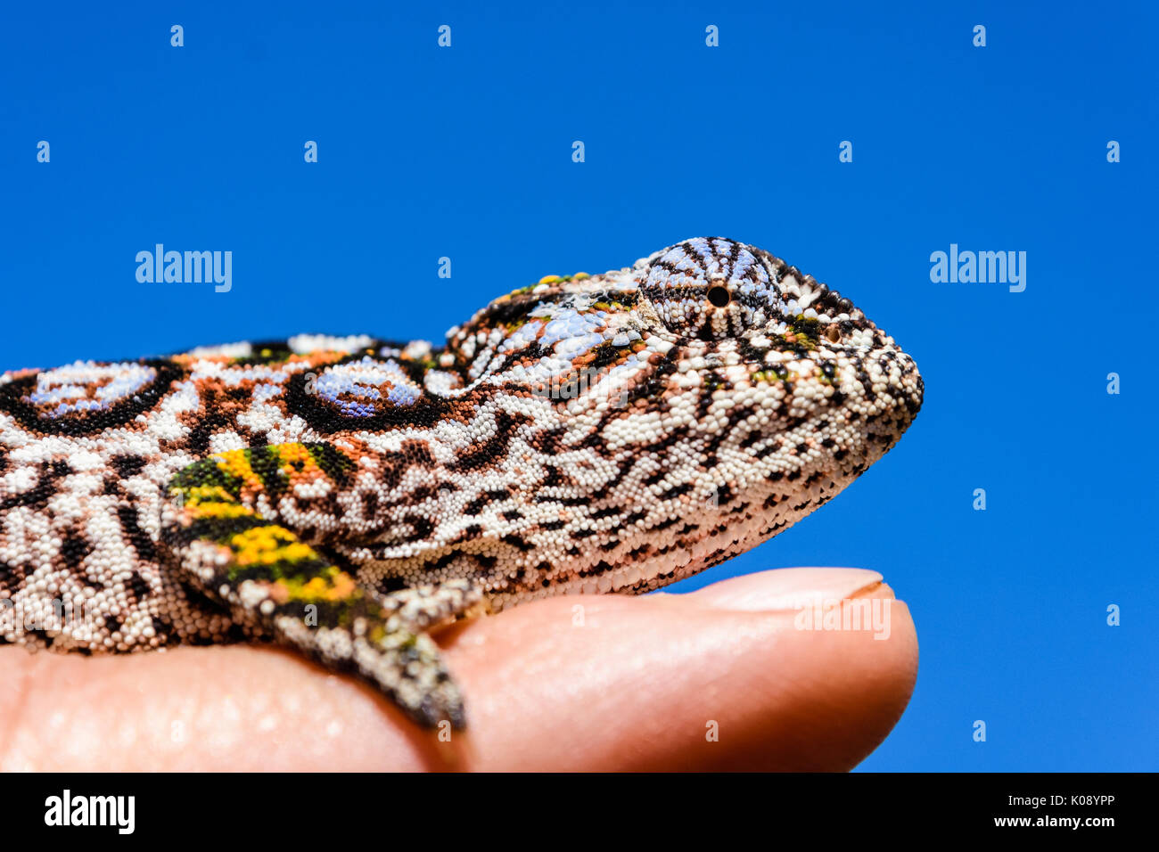 Close up Portrait von jewelled Chameleon sitzen am Finger, und wenn man die Kamera in der Nähe von Antananarivo in Madagaskar Stockfoto