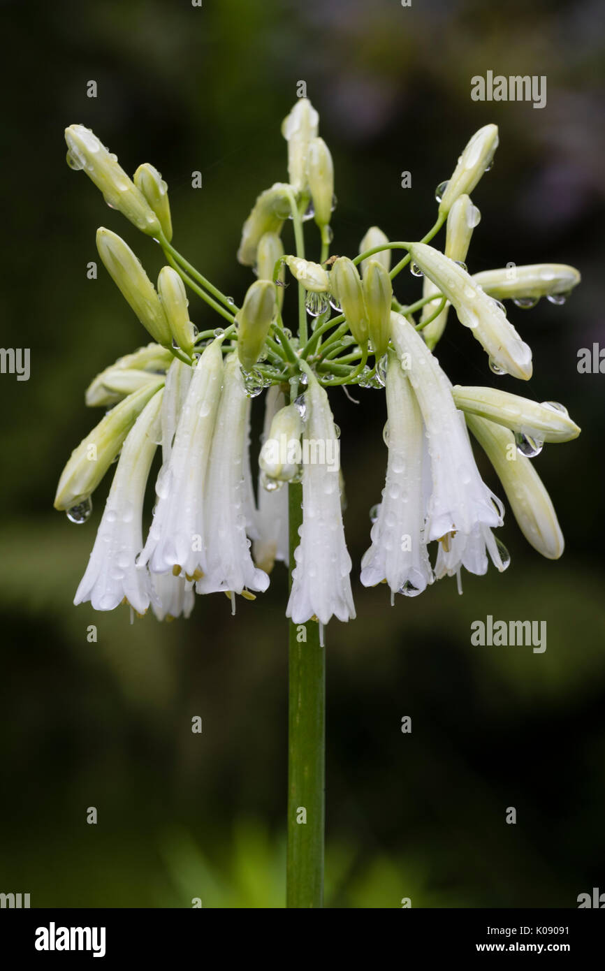 Hängend weißen Blüten im Spätsommer Kopf von Agapanthus inapertus 'Alba' Stockfoto