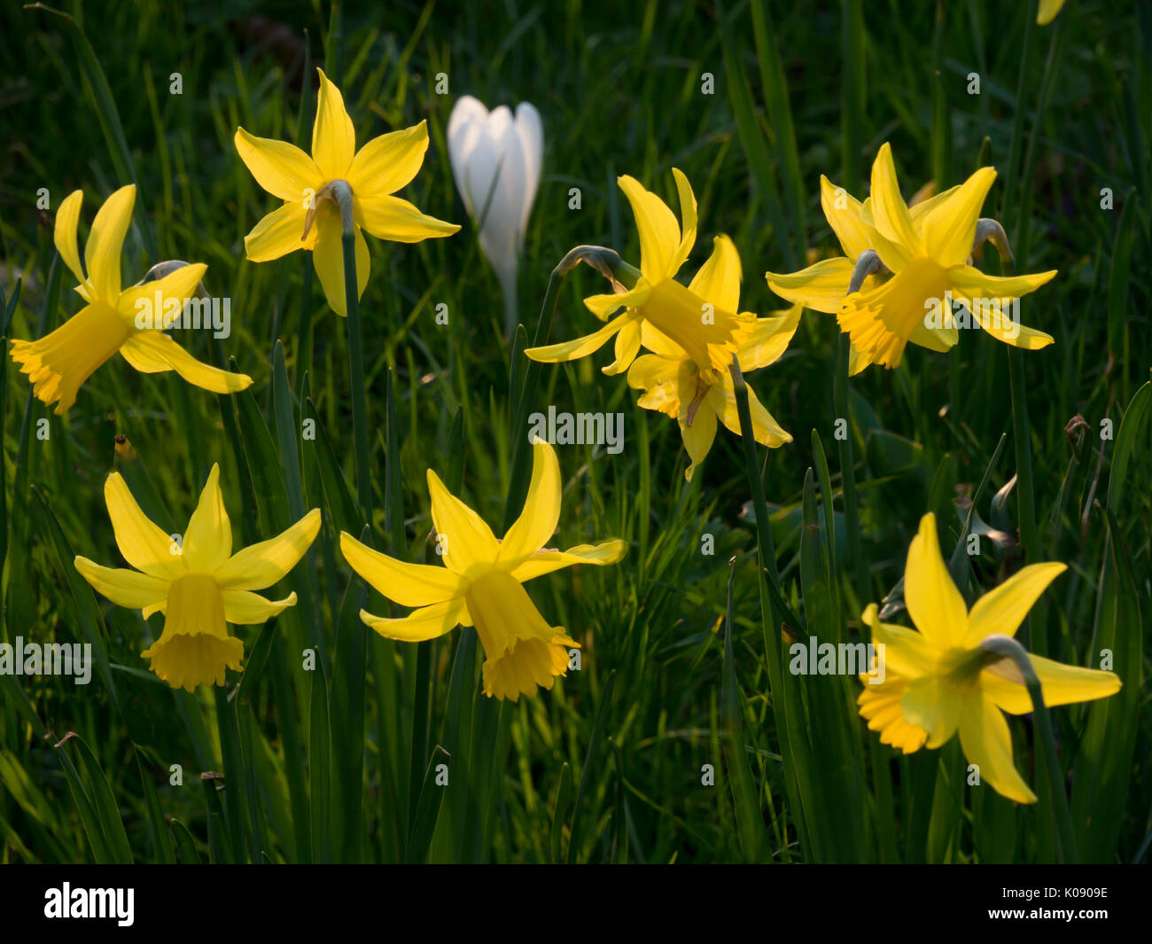 Narzissen und krokus Fotos und Bildmaterial in hoher Auflösung Alamy