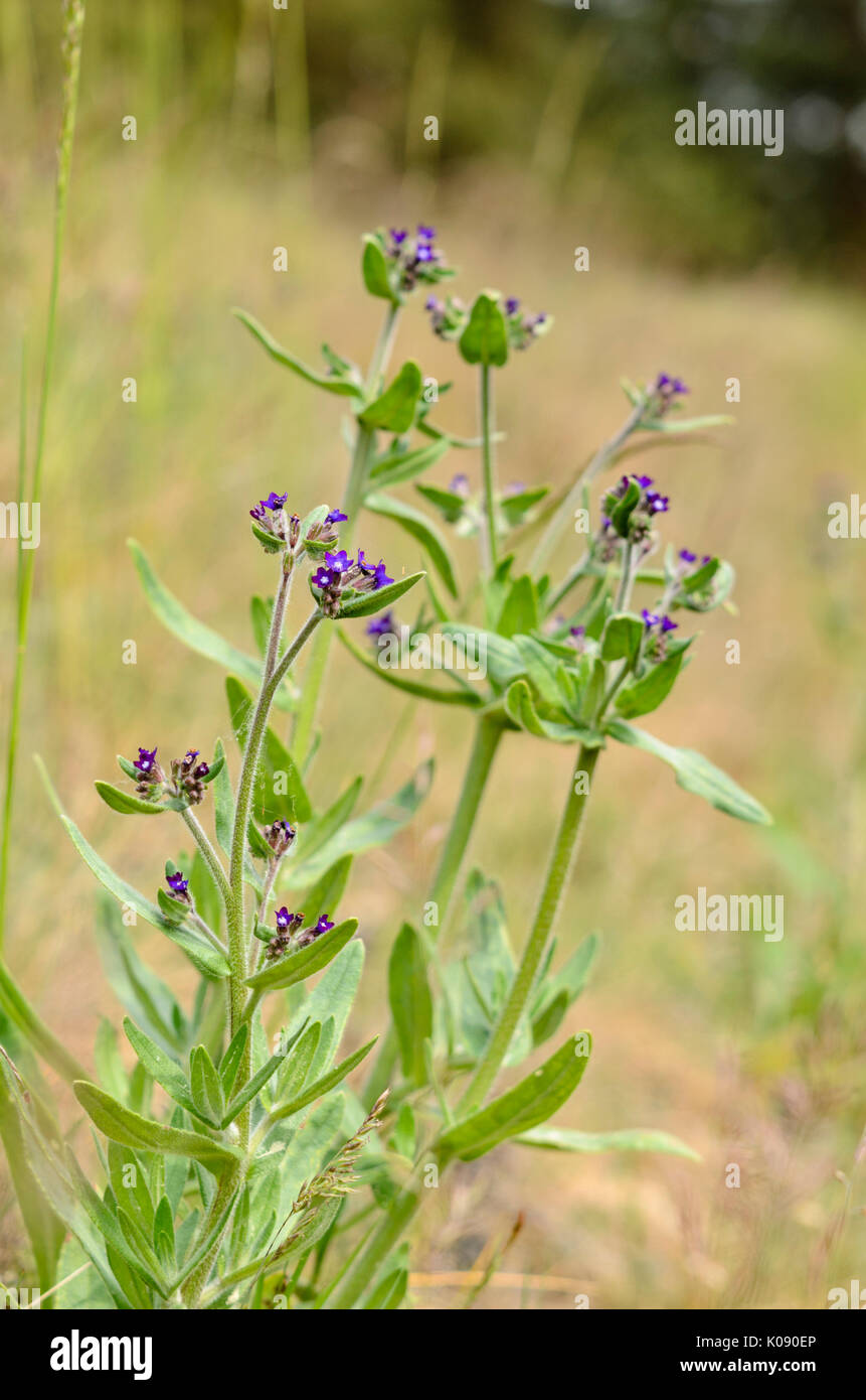 Wahre alkanet (Anchusa officinalis) Stockfoto