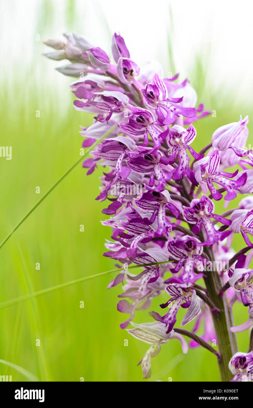 militärische Orchidee (Orchis Militaris) Stockfoto