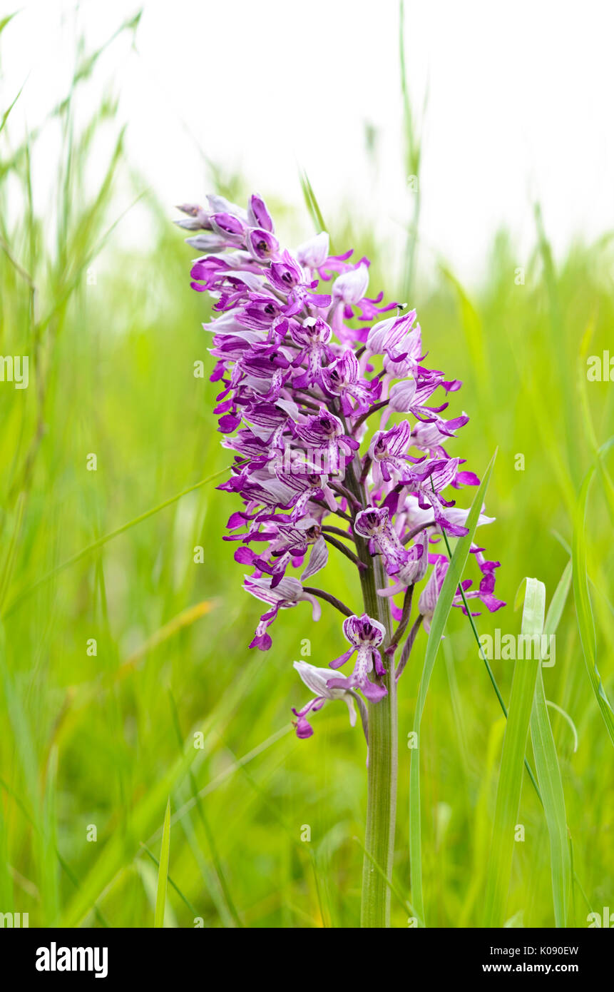 militärische Orchidee (Orchis Militaris) Stockfoto
