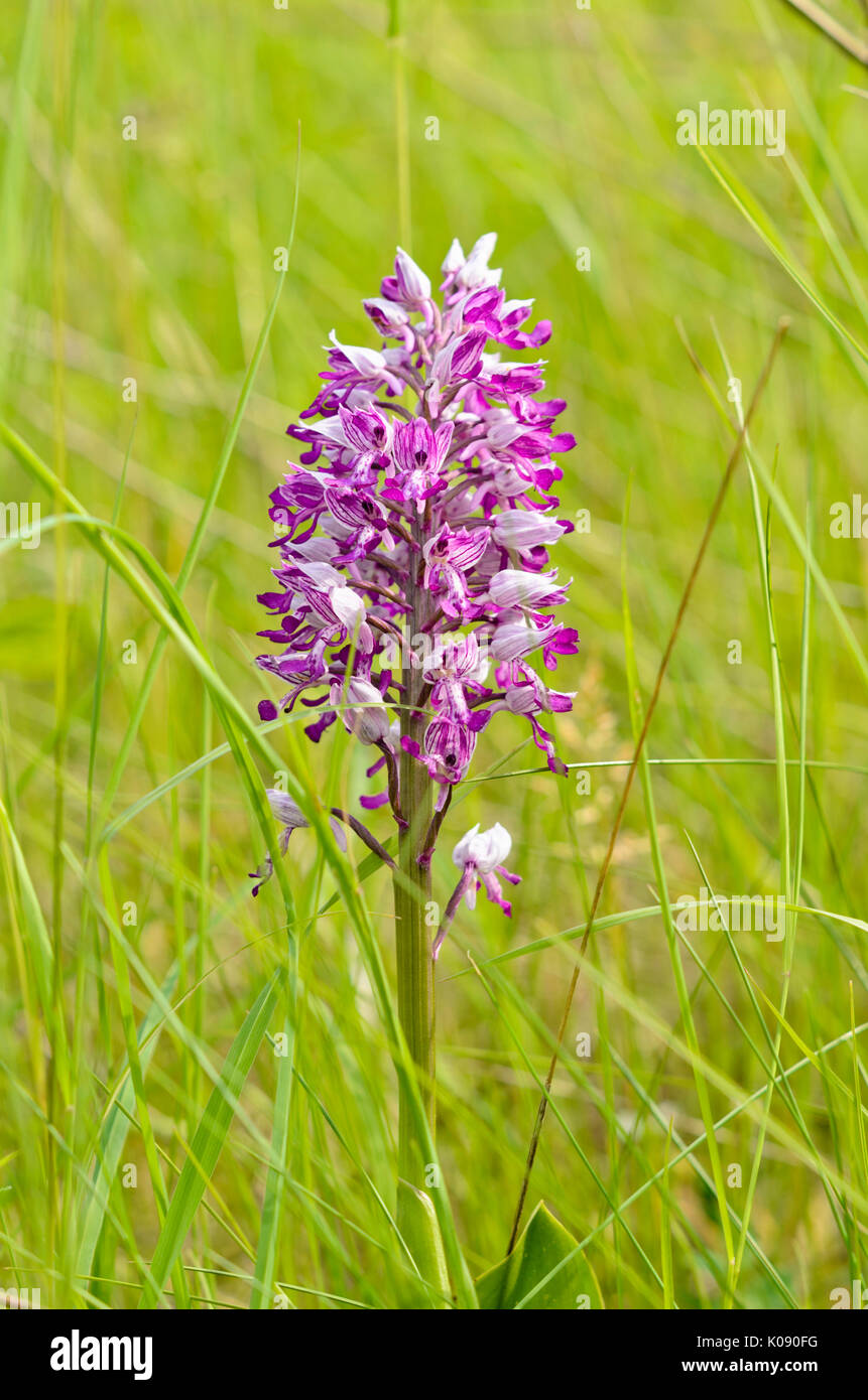 militärische Orchidee (Orchis Militaris) Stockfoto