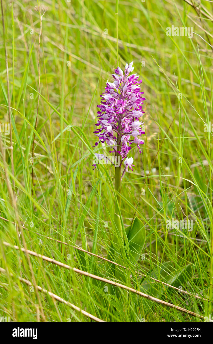 militärische Orchidee (Orchis Militaris) Stockfoto
