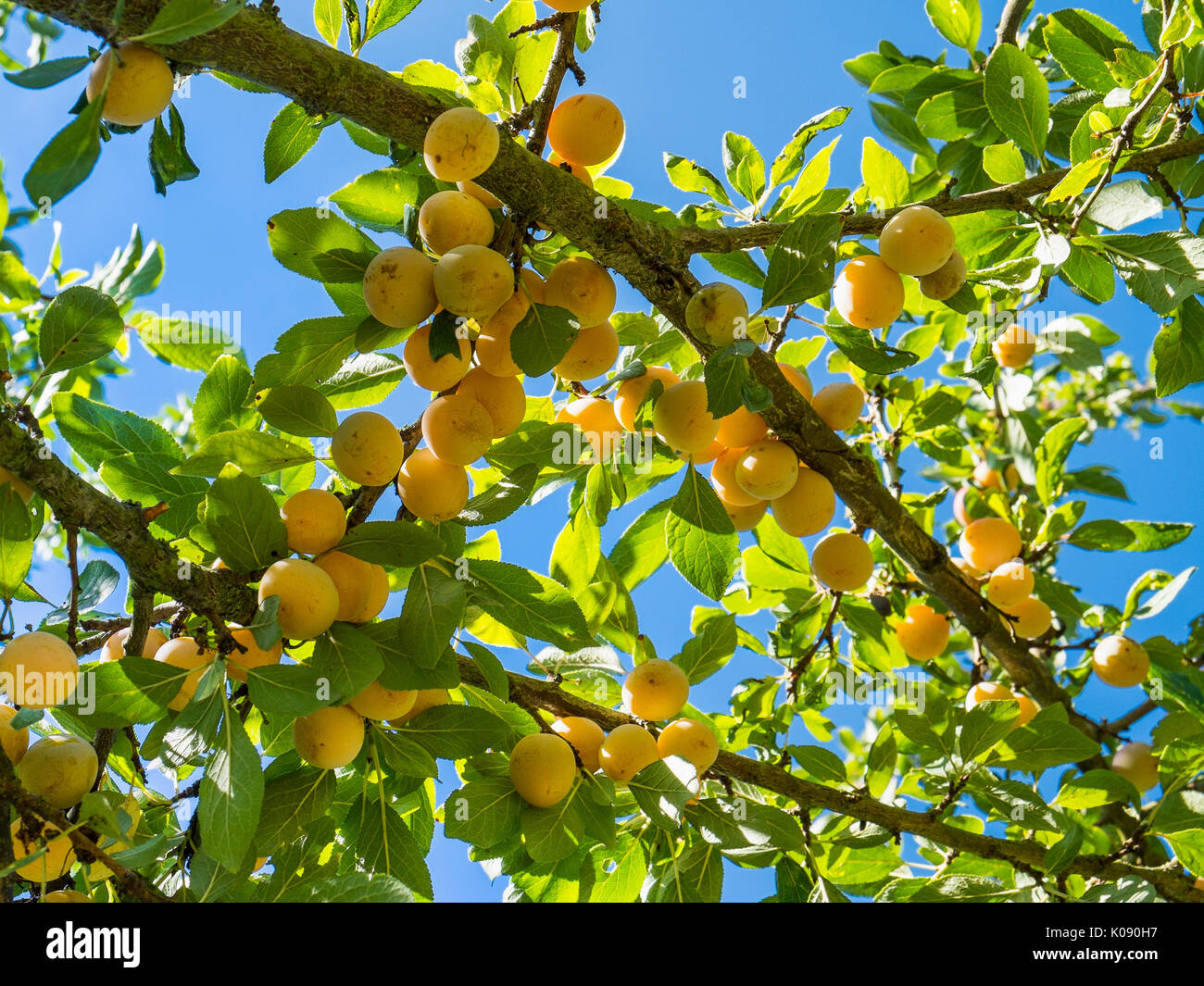 Mirabellen (Prunus domestica), Frankreich. Stockfoto