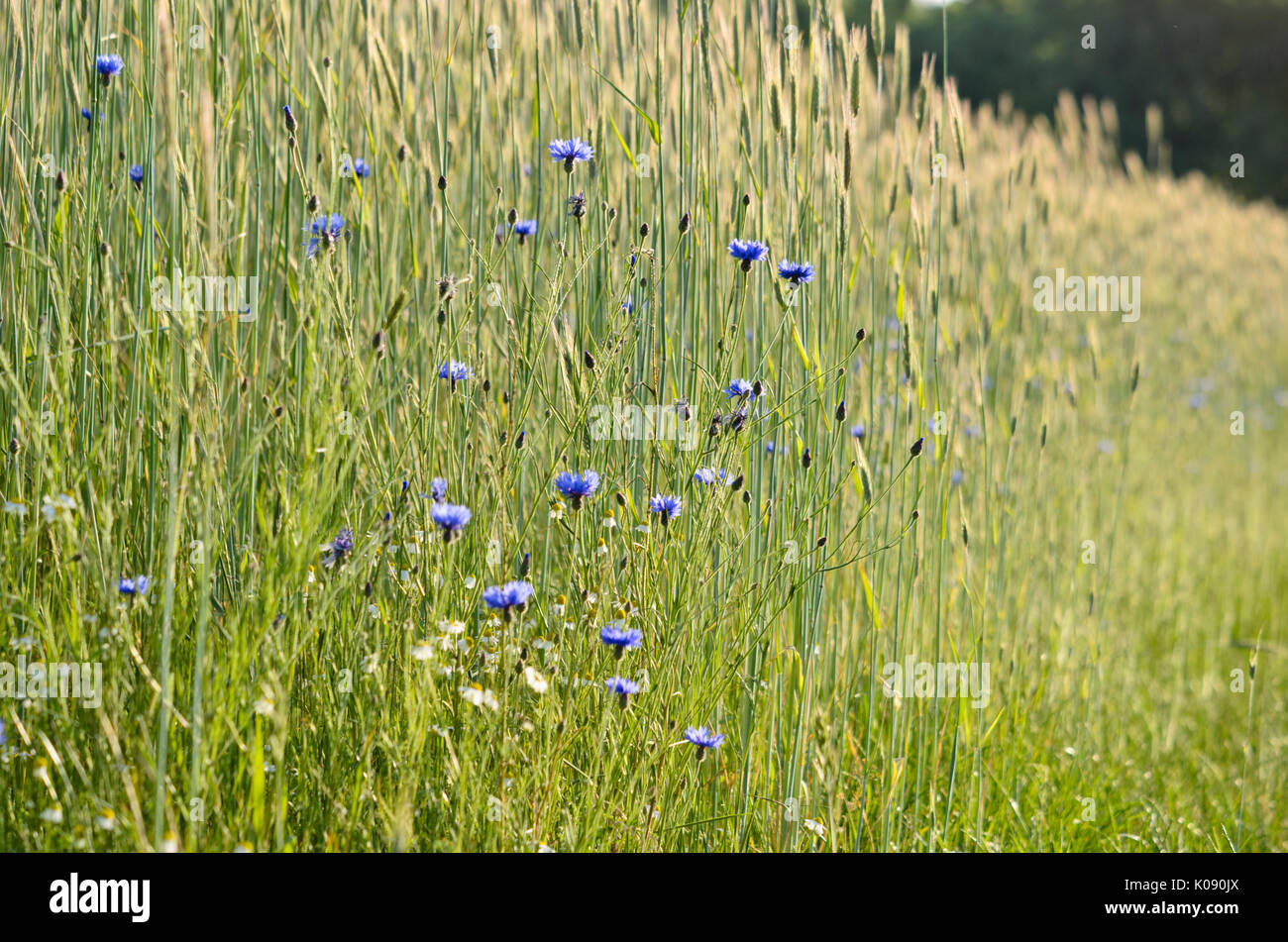 Kornblumen (Centaurea cyanus) und Gerste (hordeum) Stockfoto