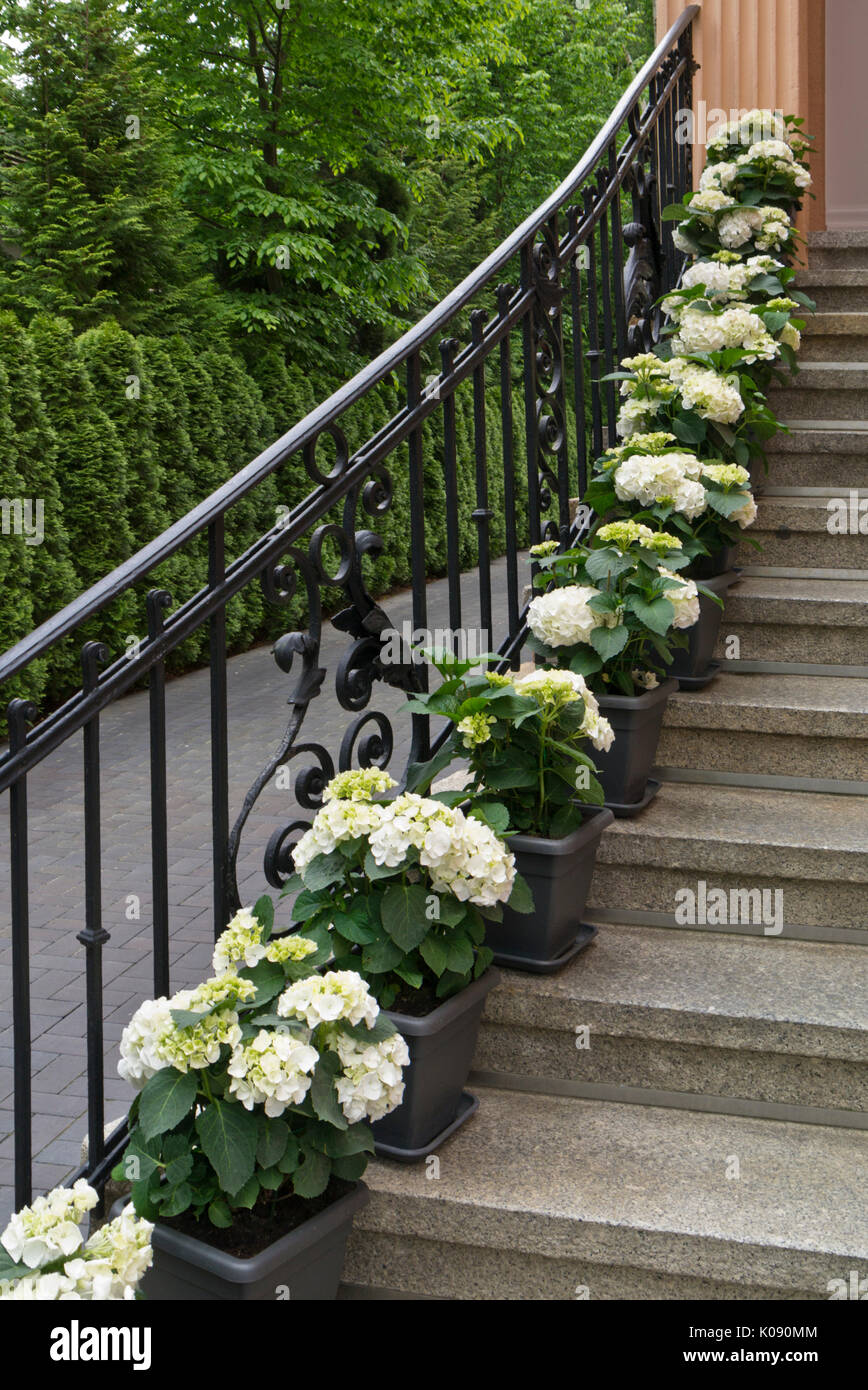 Hortensien (Hydrangea) in Wannen auf einer Treppe Stockfoto