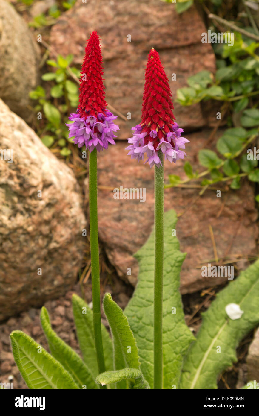 Poker Primel (Primula vialii) Stockfoto