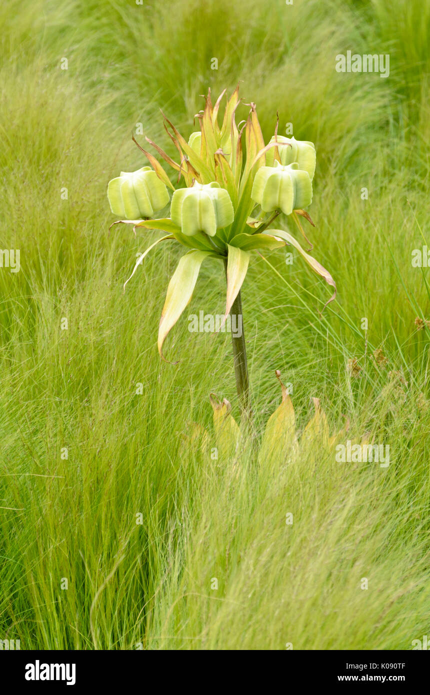 Kaiserkrone (fritillaria imperialis) Stockfoto