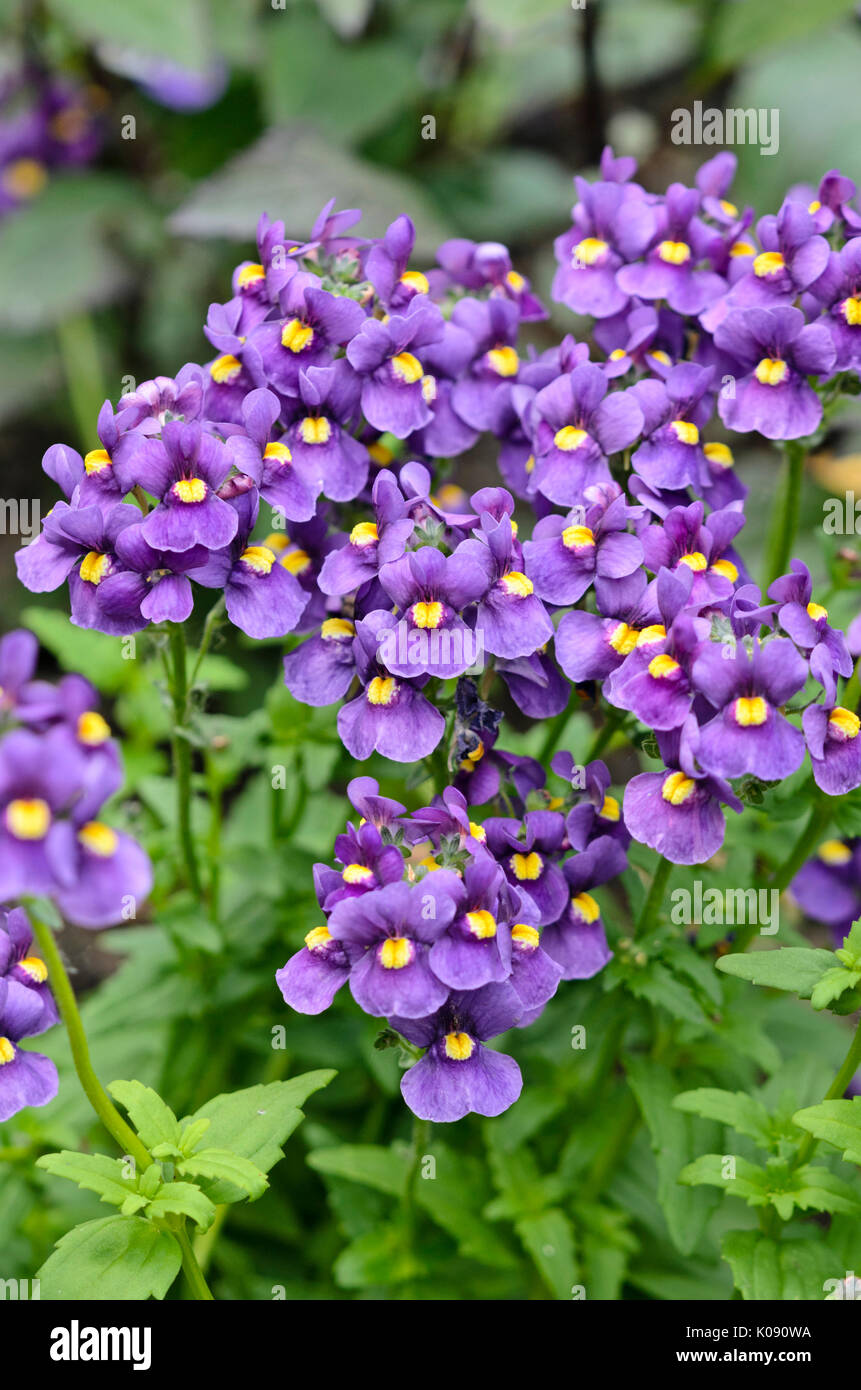 Nemesia karoo Dunkelblau Stockfoto
