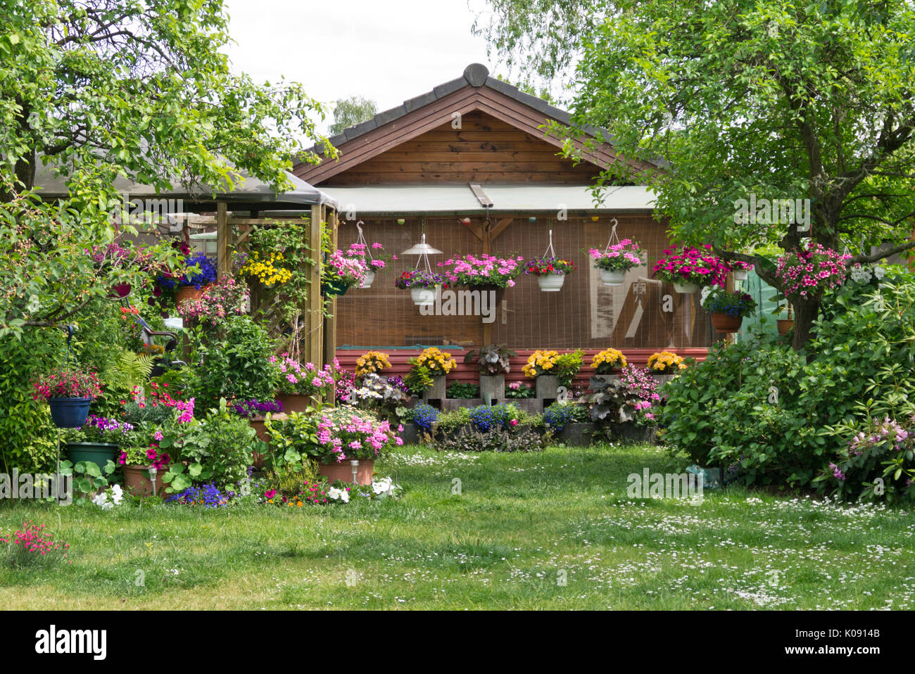 Pelargonien (Pelargonium), Petunien (Petunia) und Begonien (Begonia) in einem schrebergarten Stockfoto