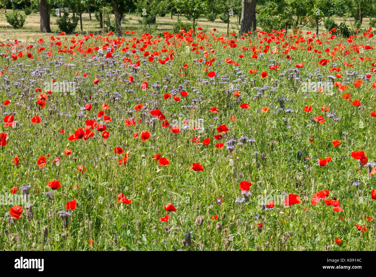 Mais Mohn (Papaver rhoeas) und Lacy phacelia (Phacelia tanacetifolia) Stockfoto